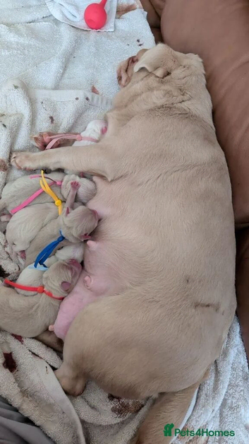Pink Pugs