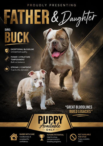 Both vaccines ready now! Olde English bulldogs olde tyme bulldogs