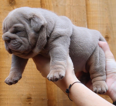 English bulldog puppies