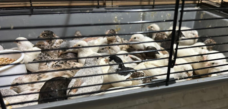 Chinese painted quails for sale