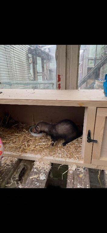 Ferret