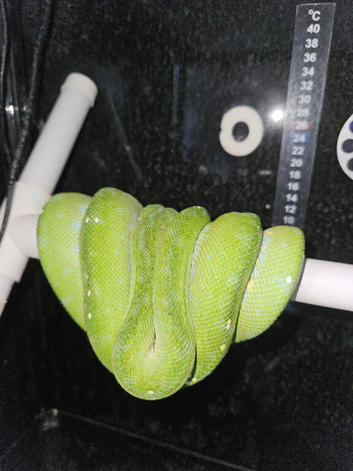 Aru Green tree python