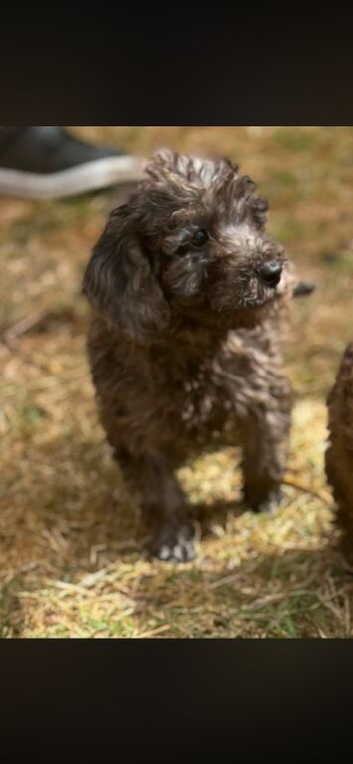 Cockerpoo Babies Ready Now