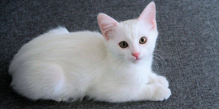White male kitten