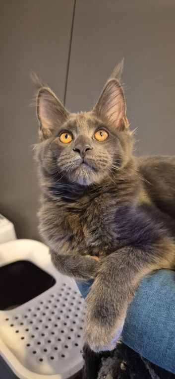 Big Maine Coon Boys Available
