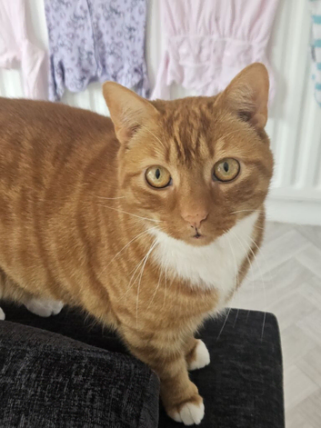 Bonded pair of cats