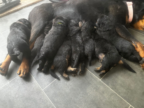 Rottweiler puppy&rsquo;s