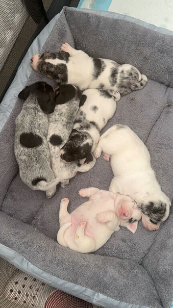 Sealyham terrier x pups