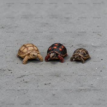 Tortoise Babies
