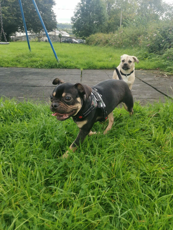 Frenchie male and jug female pups