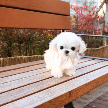 Meet Cori, our adorable Maltese puppy!