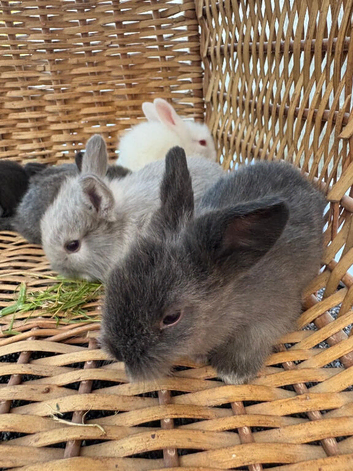 Lion head rabbits mixed litter baby rabbits