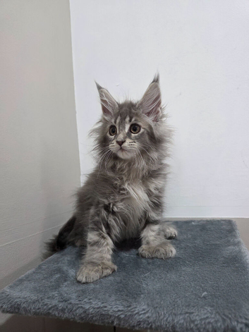 Polydactyl russian mainecoon kittens