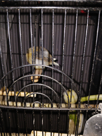 Pair for sale