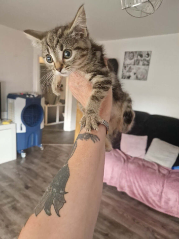 Female kitten
