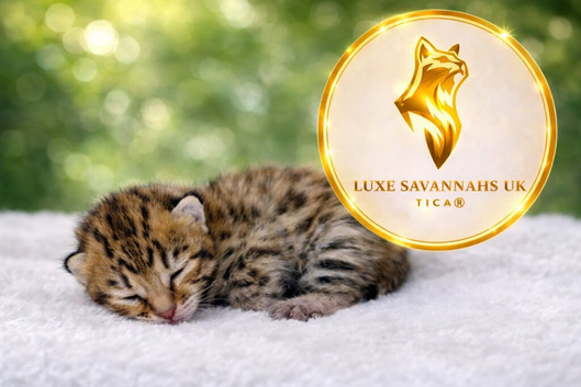 Stunning Kiwanga Pedigree F2 & F3 Savannah Kittens
