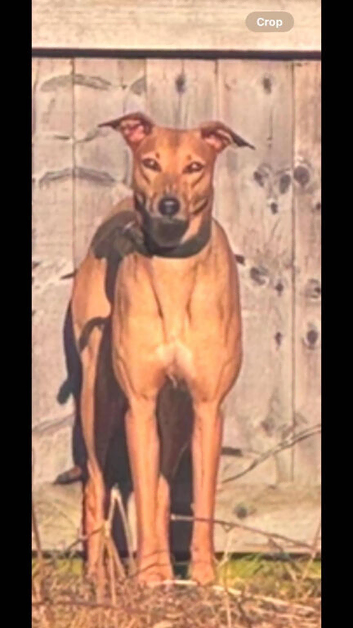 saluki bull grey cross saluki collie grey