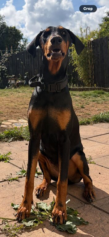 9mth female Doberman