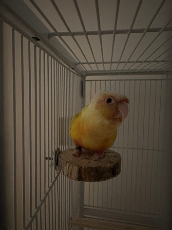 Female suncheek conure