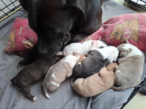7 staffie puppies