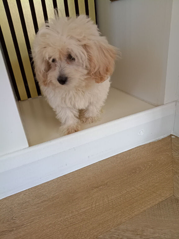 Multipoos puppies one boy one girl available ready now