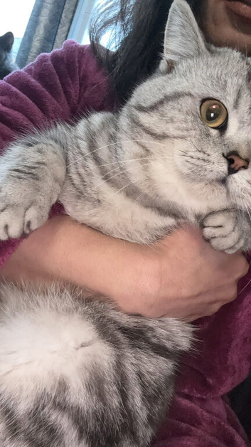 Gorgeous, Loving & Smart Male BSH Looking For His Forever Home