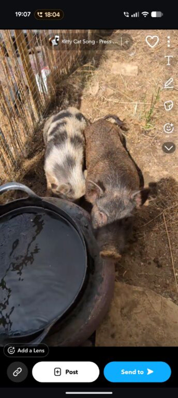 Juliana pigs