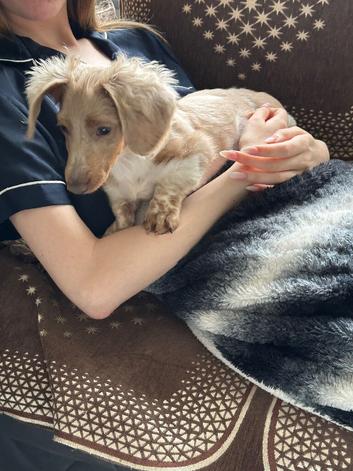 Mini Isabella and Tan Piebald dachshund