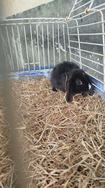 Baby mini lops