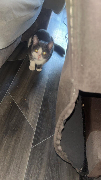 Cross bread kitten