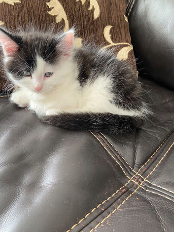 Kittens ready to go