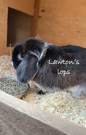 Breeding pair of mini lops