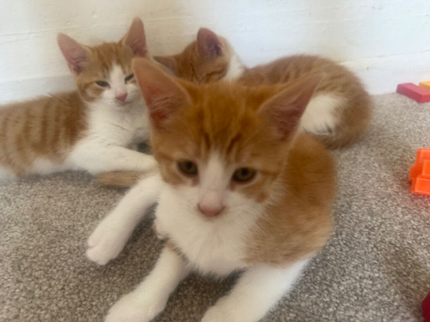 3 ginger and white boys ready for rehoming :)