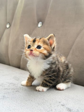 Beautiful kittens for sale with starter packs ️