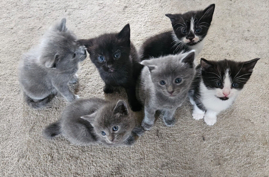 Kittens for sale