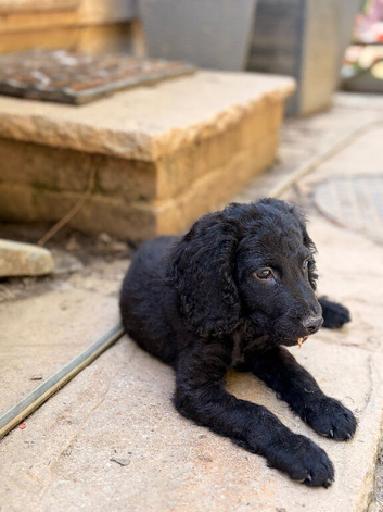 One black cockapoo
