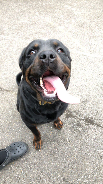 Pure breed Rottweiler