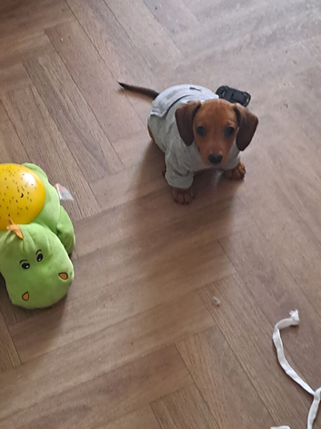 Miniature dachshund girl pra clear