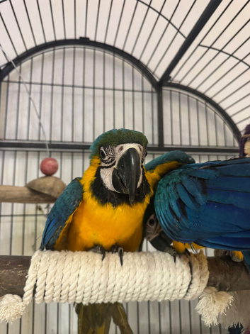 SILLY TAME Blue and gold baby macaws - 14/10/2026