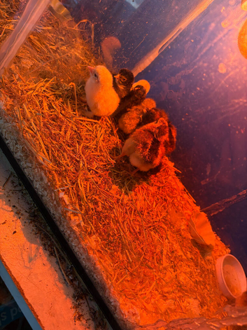 3 day old chicks