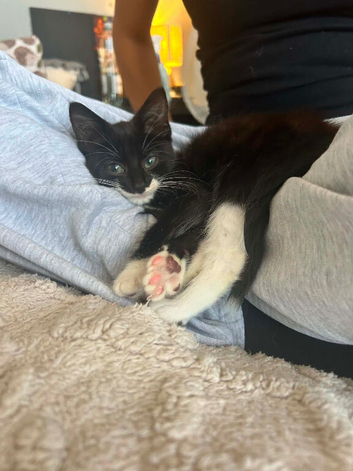 3 lovely kittens for sale