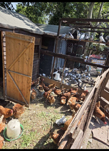 Eggs  laying hens available