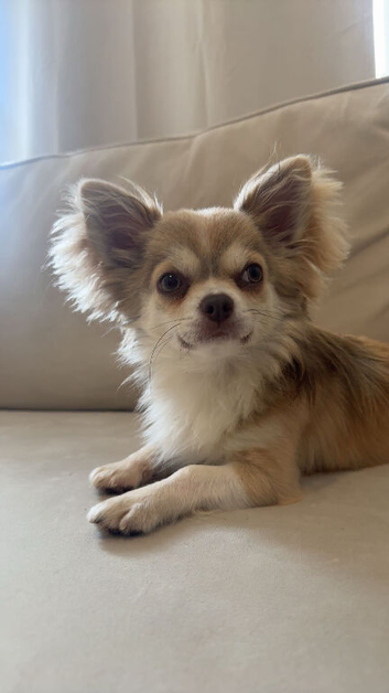 Fluffy Chihuahua Stud &ndash; Proven with Two Successful Litters