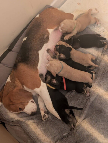 Beagle / cockerfrenchies