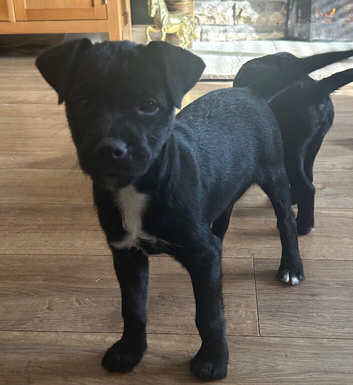 Quality Patterdale Terrier Puppies