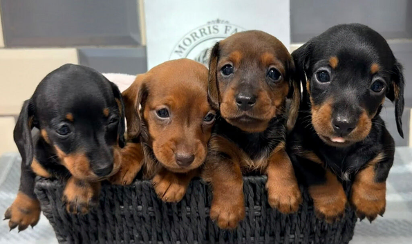 Ready now Outstanding Russian bloodline minis