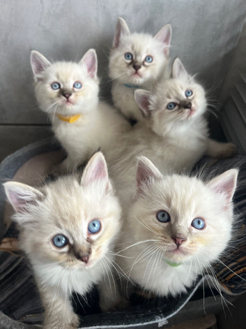 Ragdoll kittens