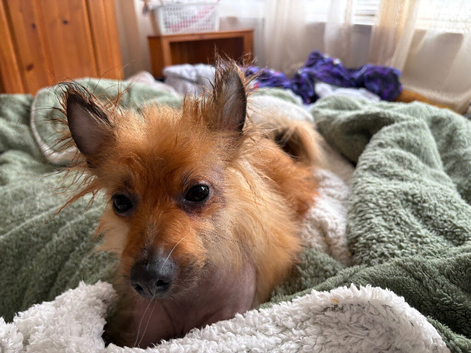 Leo is looking for his forever home