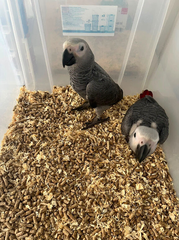 Selling baby handreared African grey