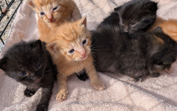 Kittens